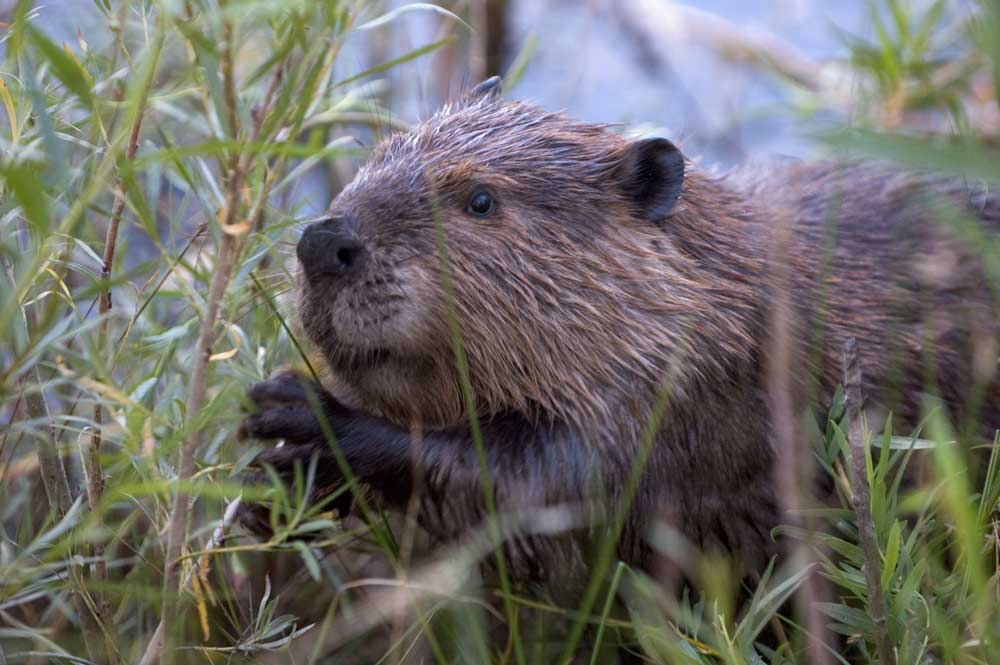 Imagen de un castor norteamericano