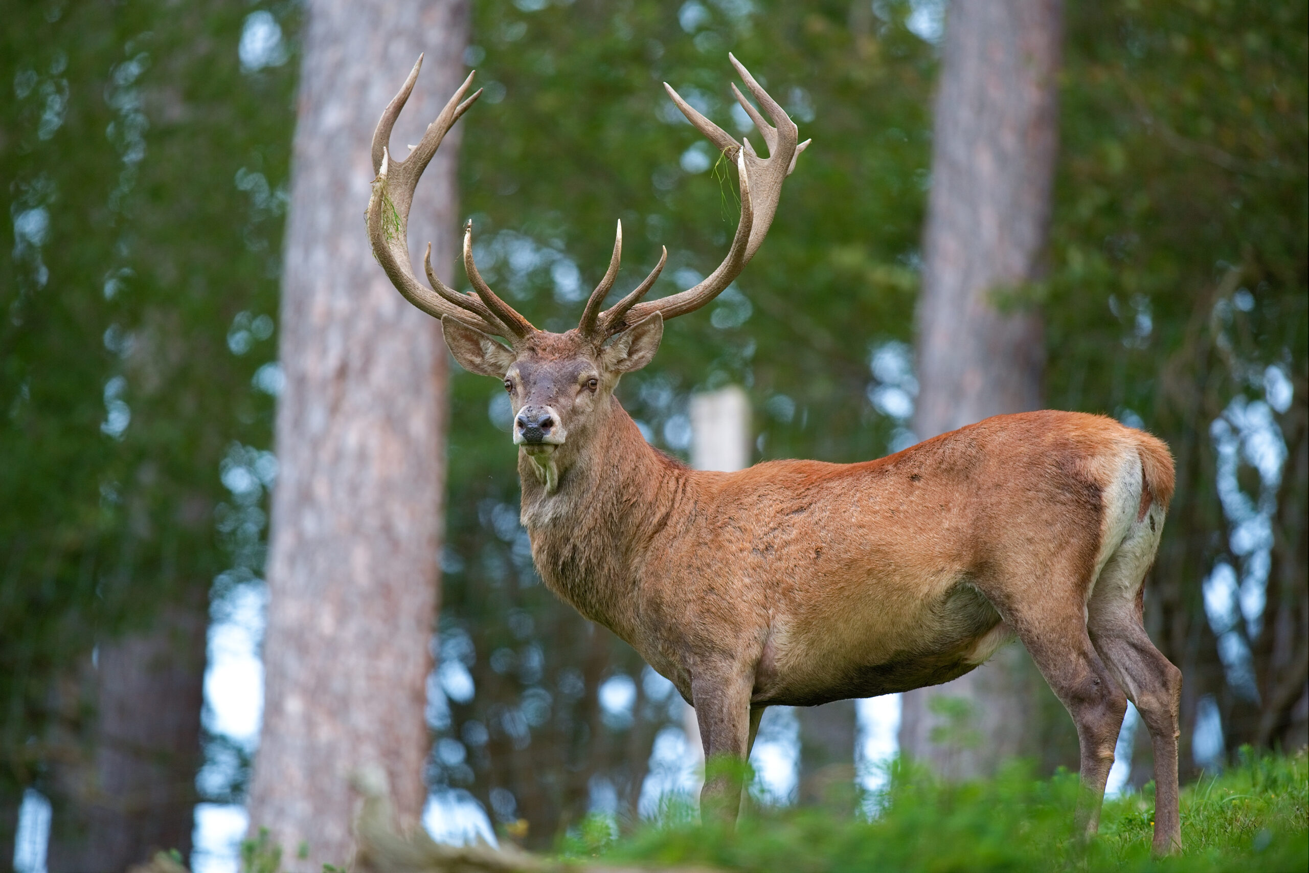 La amenaza de las especies exóticas invasoras en Chile